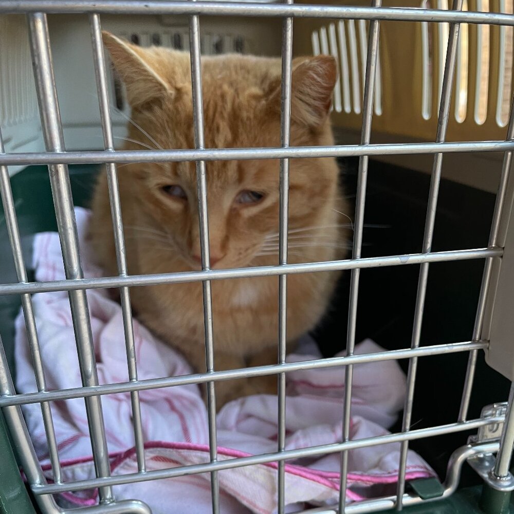 Stray work & Critter Pics! Just sharing XO. PLEASE Spay and Neuter your pets! - Picture 12 of 17